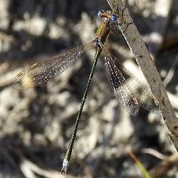 Lestes virens